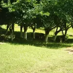 EXCELENTE SITIO , COM3.5HA  LOMBA DO PINHEIRO,  COM EXCELENTE INFRA ESTRUTURA, ACEITA PROPOSTA COM ENTRADA DE IMÓVEL  ATÉ R$ 400.000,00
