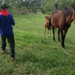 EXCELENTE SITIO , COM3.5HA  LOMBA DO PINHEIRO,  COM EXCELENTE INFRA ESTRUTURA, ACEITA PROPOSTA COM ENTRADA DE IMÓVEL  ATÉ R$ 400.000,00
