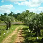 EXCELENTE SITIO , COM3.5HA  LOMBA DO PINHEIRO,  COM EXCELENTE INFRA ESTRUTURA, ACEITA PROPOSTA COM ENTRADA DE IMÓVEL  ATÉ R$ 400.000,00